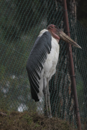 Cicogna di Marabu - Marabou stork